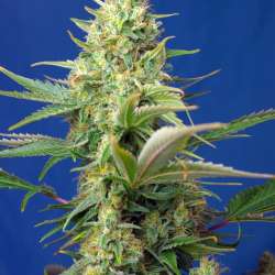 Sweet Pure Auto CBD