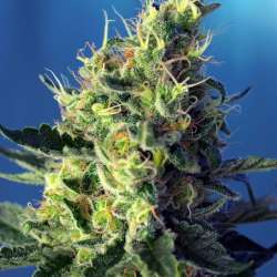 Sweet Pure CBD