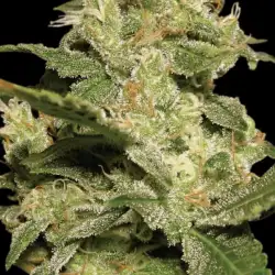Auto Jack