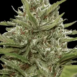Auto Whiteberry