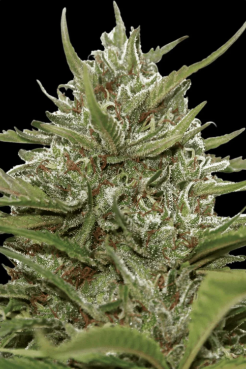 Auto Whiteberry