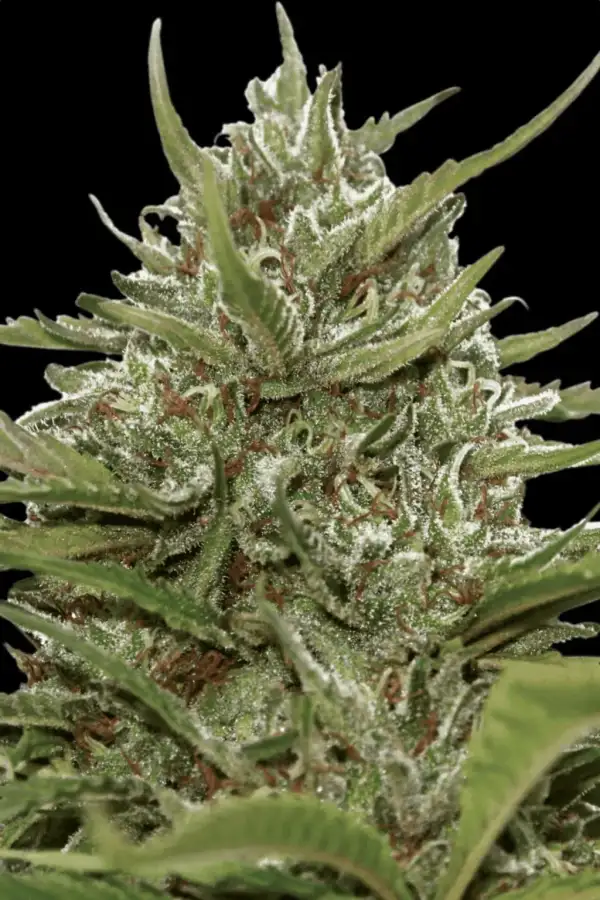 Auto Whiteberry