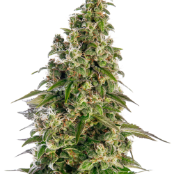 Afghani #1 Auto