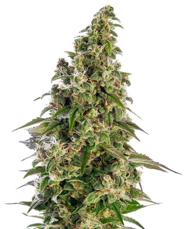 Afghani #1 Auto