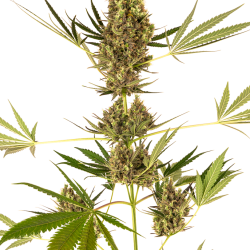 Alpine Delight CBD Auto