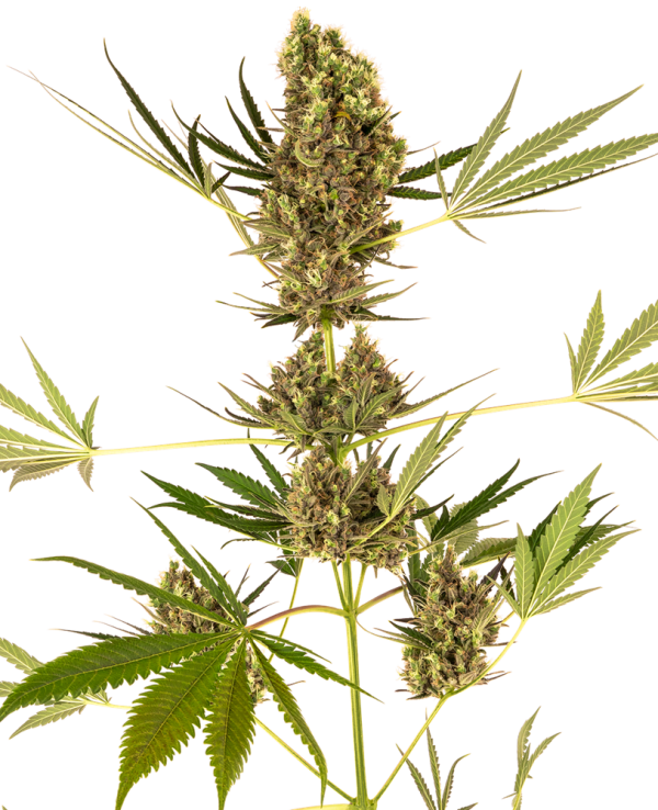 Alpine Delight CBD Auto