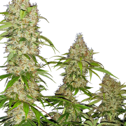 Banana kush cake