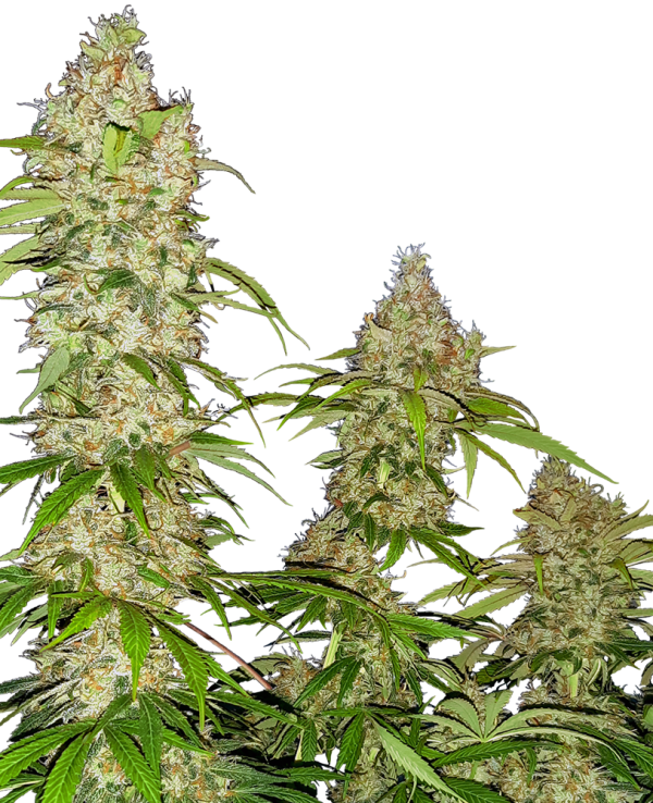 Banana kush cake
