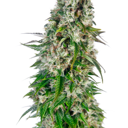 Big Bud Auto