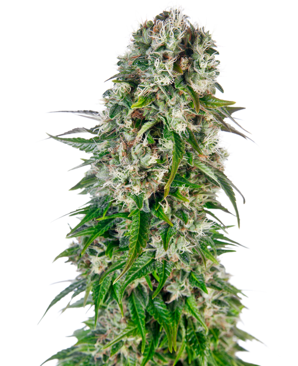 Big Bud Auto