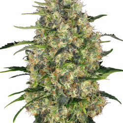 Black Domina