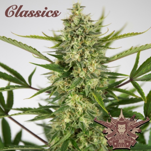 AK auto