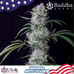 Cookies Auto
