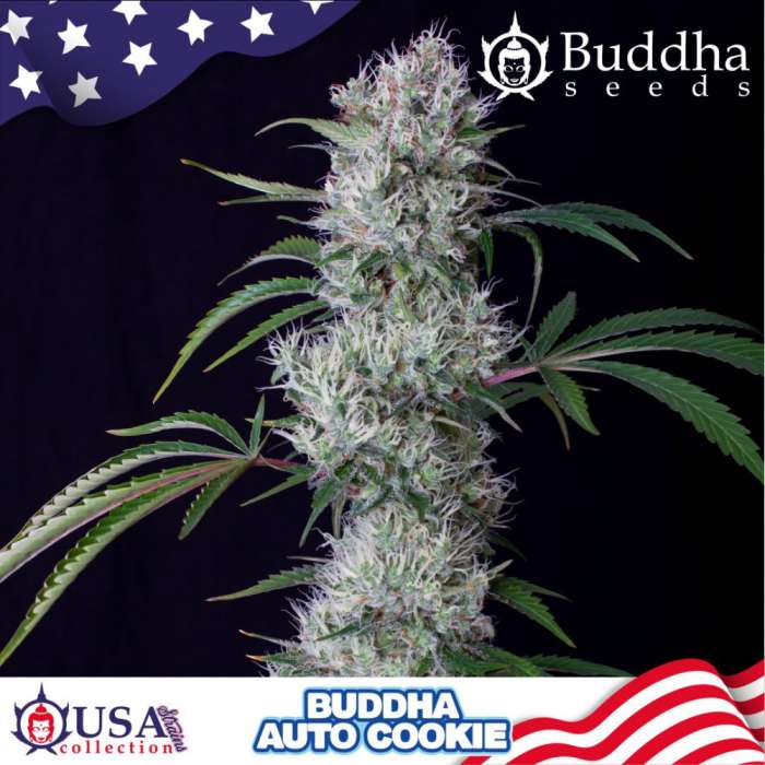 Cookies Auto