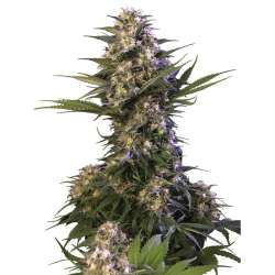 Kraken Auto