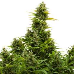 Medikit CBD Auto