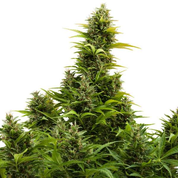 Medikit CBD Auto