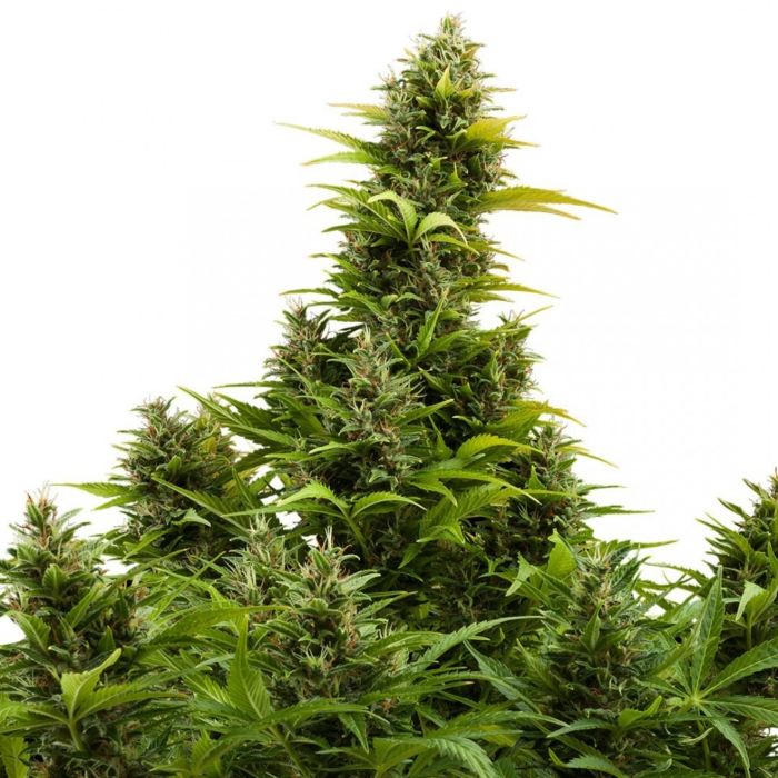 Medikit CBD Auto