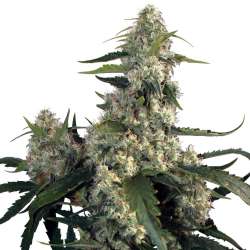 Quasar Auto