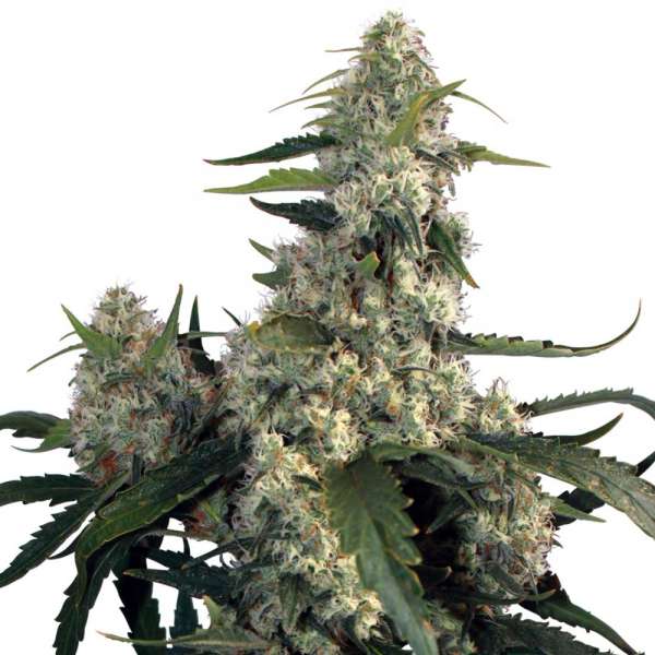 Quasar Auto