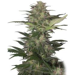 Red Dwarf Auto