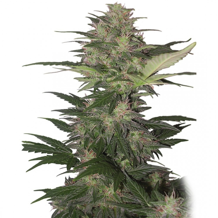 Red Dwarf Auto