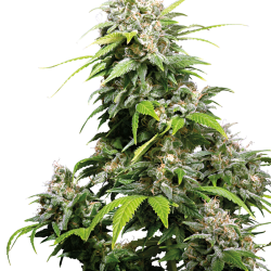 California Indica