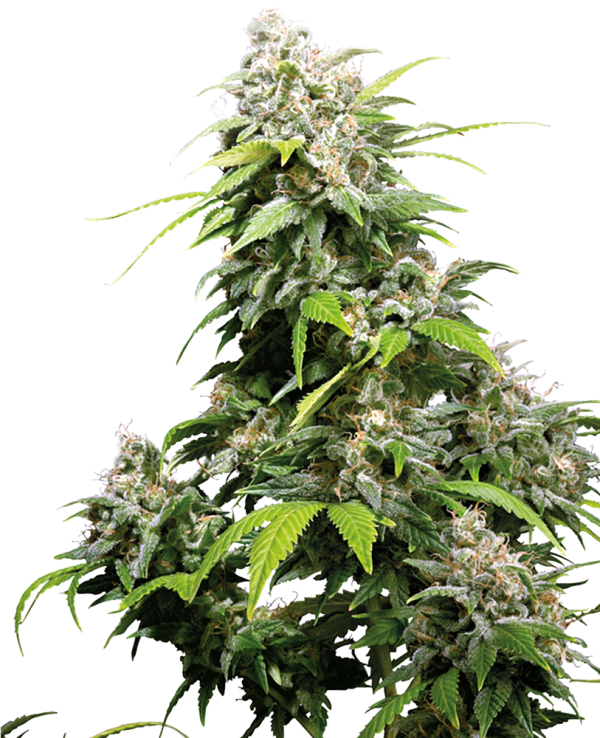 California Indica