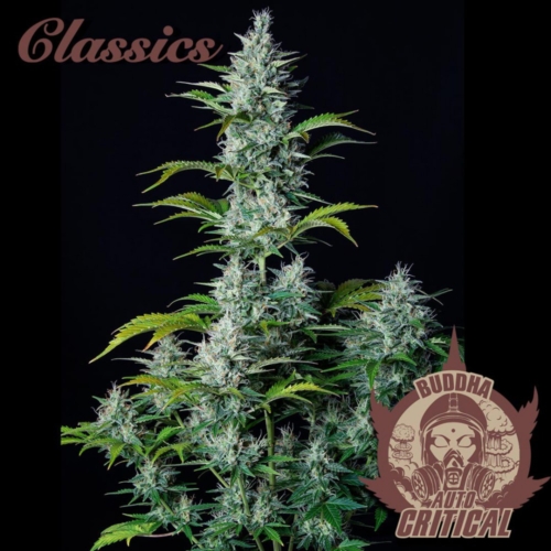 Critical Auto