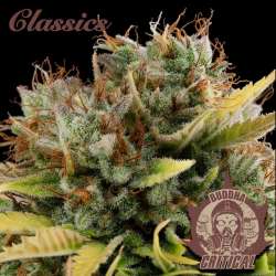 Critical Auto
