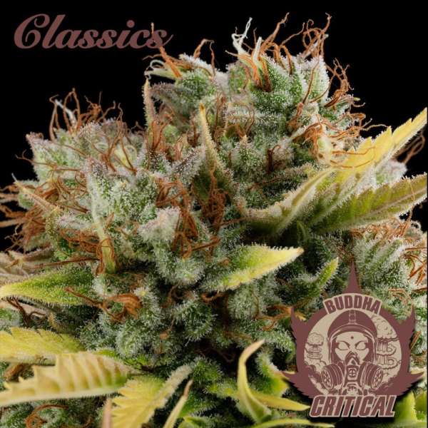 Critical Auto