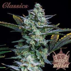 Diesel Auto