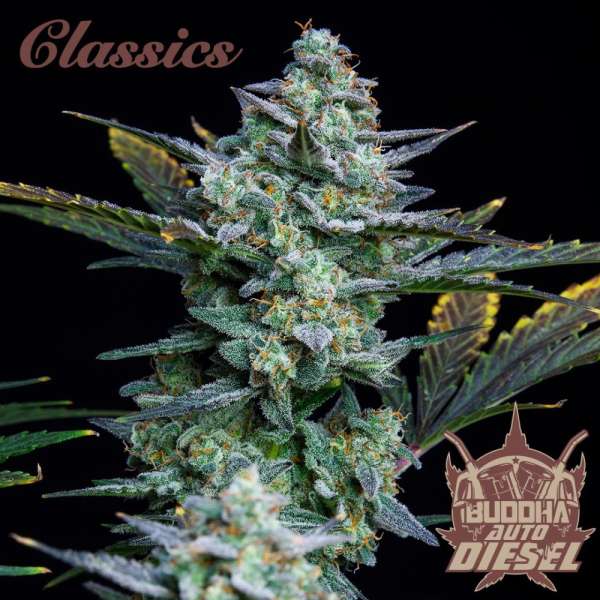Diesel Auto