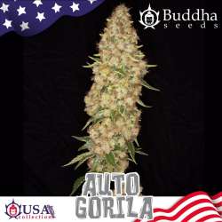 Gorila Auto