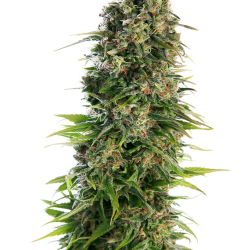 Hindu Kush Auto