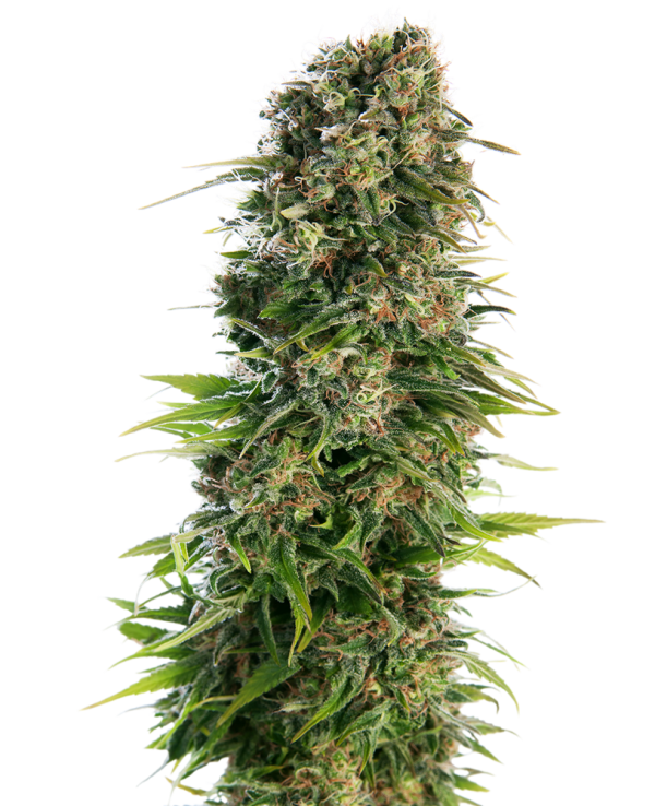Hindu Kush Auto