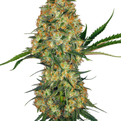 Hindu Kush