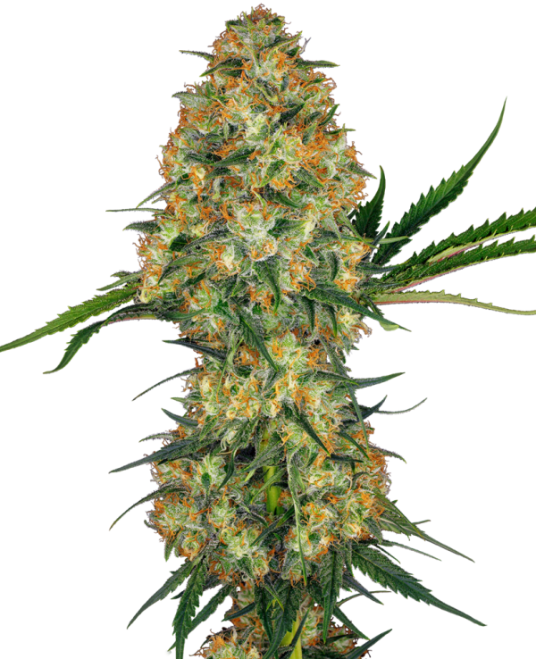 Hindu Kush