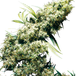 Jamaican Pearl
