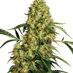 Mexican Sativa