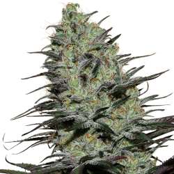 Morpheus CBD Auto