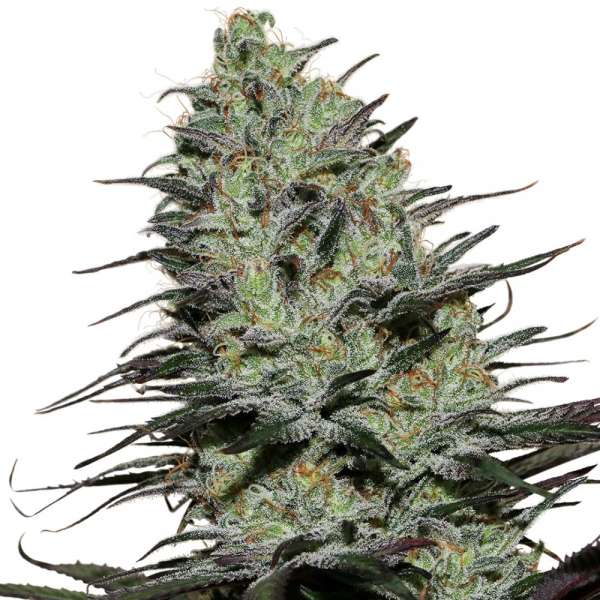 Morpheus CBD Auto