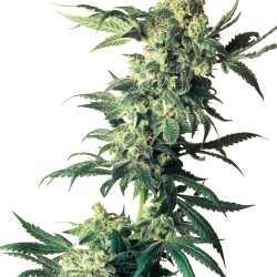 Northern Lights