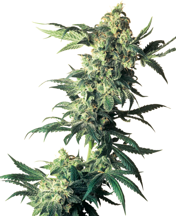 Northern Lights