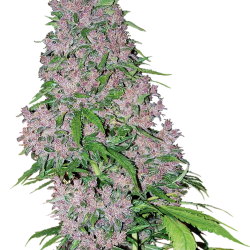 Purple Bud White Label