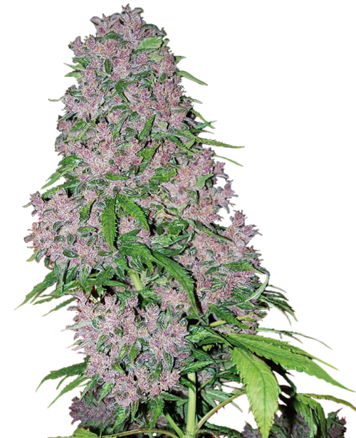 Purple Bud White Label