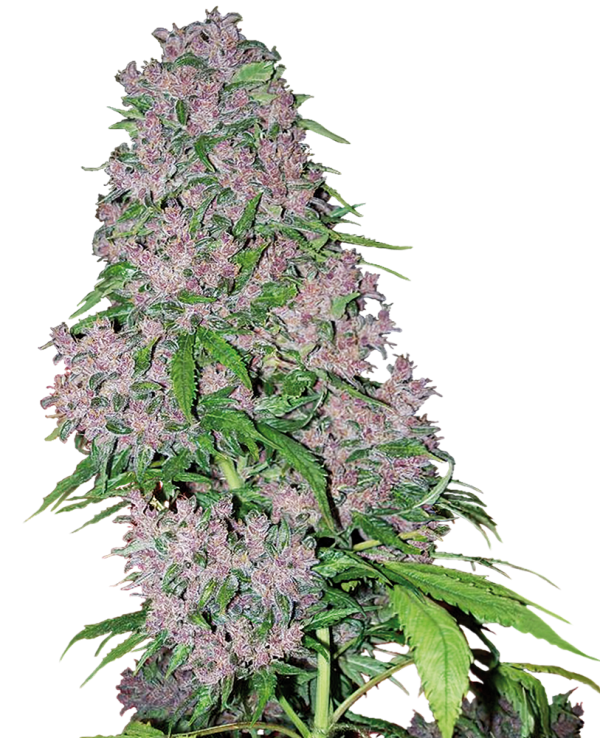 Purple Bud White Label