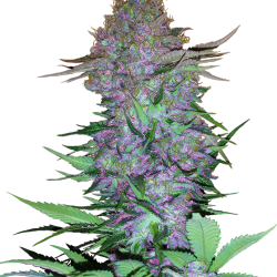 Purple Skunk Auto