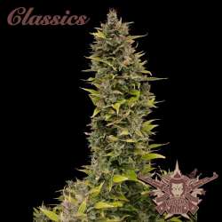 AK Auto