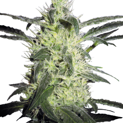 Silver Haze